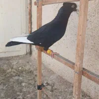 سلام قاراسیاه. زیل دم سفید.