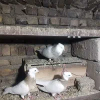 طوقی|پرنده|تویسرکان, |دیوار