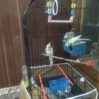 ۶عدد مرغ عشق برافروش|پرنده|مشهد, طبرسی شمالی|دیوار