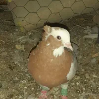 کبوترطوق زرد