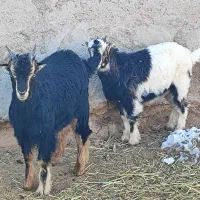 دوراس بزغاله|حیوانات مزرعه|قلعه نو, |دیوار