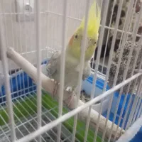 عروس هلندی ماده|پرنده|برخوار, |دیوار