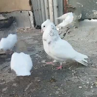 نر و ماده طوقی، دم سفید، نرسینه، ماده دم الماسی