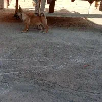 پاکوتاه فروشی