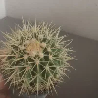 گل وگیاه|گل و گیاه طبیعی|قدس, شهر‌قدس|دیوار