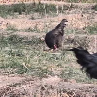 خروس مرندی|حیوانات مزرعه|کمیجان, |دیوار