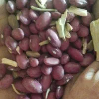 فروش لوبیا قرمز|عمده‌فروشی|فامنین, |دیوار