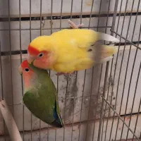 طوطی جفت کوتوله مولد با قفس فنچ قناری مرغ عشق|پرنده|خمینی‌شهر, |دیوار