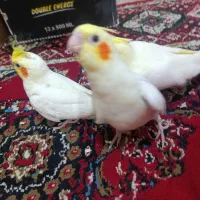 جفت مولد عروس هلندی|پرنده|فسا, |دیوار