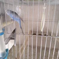 کوتوله و مرغ عشق