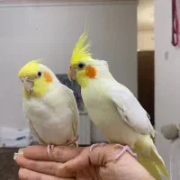 فروش عروس هلندی ماده لتینو بالغ اماده جفت گیری