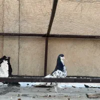 کبوتر شهری عتیقه