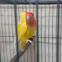 طوطی کوتوله