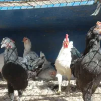 فروش خروس مرغ قیمت      ۳۵۰ مرغ ها وخروس۴۰۰ میباشد|حیوانات مزرعه|قزوین, |دیوار