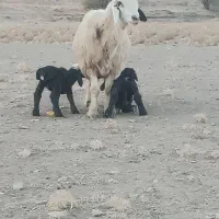 شیشک ۲سال دوقلوزا با جفت بره