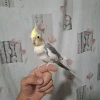 سرگرمی وفراغط