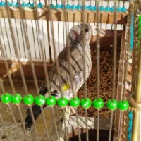 سهر جوجه|پرنده|قم, شهرک قدس|دیوار