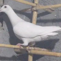یک عدد سفید پلاکی ماده. ثبت سامانه