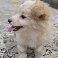 توله پامر و اشپیتز|سگ|اصفهان, پوریای ولی|دیوار