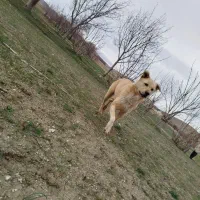 واگذاری سگ گله ای دورگه سراب . محلی.