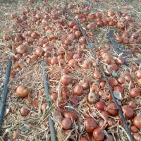 کارگر جهت برداشت پیاز