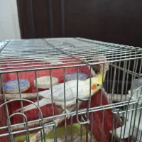 عروس هلندی جفت