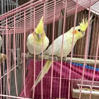 فروش یک جفت مولد لوتینو و یک جوجه کاملا دستی