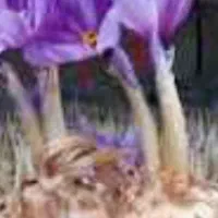 خرید پیاز زعفران