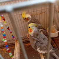 عروس هلندی|پرنده|قم, منبع آب|دیوار