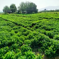 فروش زمین کشاورزی|فروش دفتر صنعتی، کشاورزی، تجاری|شیراز, ظفرآباد|دیوار