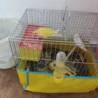 دوعدد پرنده