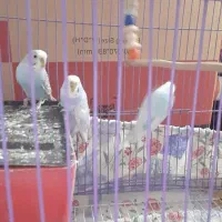 مرغ عشق|پرنده|کبودرآهنگ, |دیوار