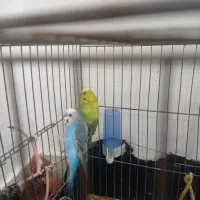 دوجفت مرغ عشق