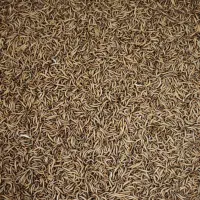 میلوورم ، سوسک تاریکی