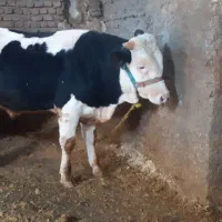 گوساله نرسبک‌سمینتال‌۶۵۰‌هزار