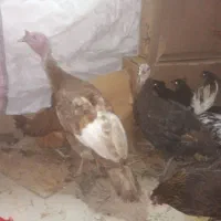 دو عدد بوقلمون نروماده۷۰۰۰۰۰۰تومان