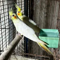 فروش عروس هلندی وات فیس و لوتینو|پرنده|بندرعباس, |دیوار