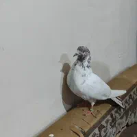 کبوتر گرفتنی