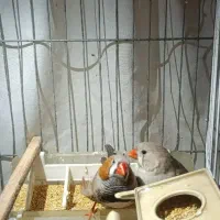 دوعدد فنج نر و ماد