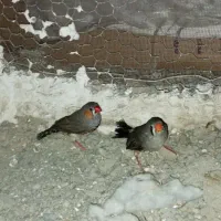 دو جفت فنچ سالم سرحال