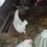 بوقلمون گوشتی و مرغ تخمگذار