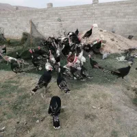 فروش غاز بوقلمون،اردک،تخم نطفه دار اردک و مرغ محلی|حیوانات مزرعه|شیراز, کفترک|دیوار