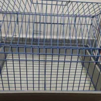 خرگوش لپو|موش و خرگوش|کرمانشاه, |دیوار