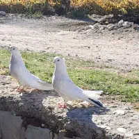 یک جفت کبوتر سفید خال دار|پرنده|سرپل ذهاب, |دیوار