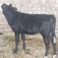 گاو گوساله ماده گوساله نر نوبر|حیوانات مزرعه|مرودشت, کناره|دیوار