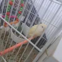 طوطی برزیلی تخم گزار جفت