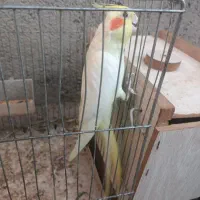 یک تا نر