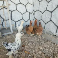 مرغ تخم گذار|حیوانات مزرعه|برخوار, |دیوار