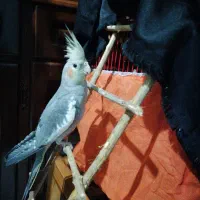 یک عدد عروس هلندی سالم و سرحال|پرنده|قائمشهر, |دیوار