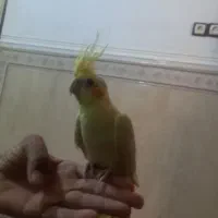 عروس هلندی چشم قرمز|پرنده|چابهار, |دیوار